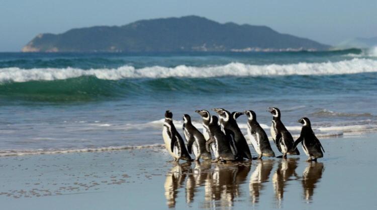 Hostel Mueller Na Praia De Mocambique Florianópolis 外观 照片